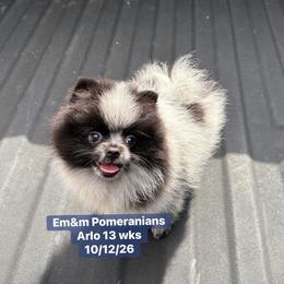 Black parti roan 2995 pet only - Black parti male Pomeranian puppy in Kentucky from Em&M Pomeranians