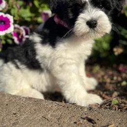 Geegee - Parti female Miniature Schnauzer puppy in Jefferson, Oregon from Whiskey Meadows Miniature Schnauzers
