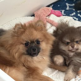 Snicker - Chocolate and tan male Pomeranian puppy in Newport Beach, California from Exotic City Pomeranians and chihuahuas