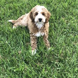 Bernedoodle, Goldendoodle, and Poodle Puppies from Teddy Doodles & Standard Poodles