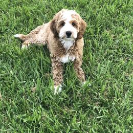 Bernedoodle, Goldendoodle, and Poodle Puppies from Teddy Doodles & Standard Poodles
