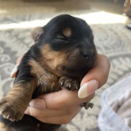 Yorkshire Terrier Puppies from Yorkie Acres (@yorkie_2_life)