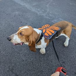 Basset Hound All Grown Up from Hidden Heart Basset Hounds