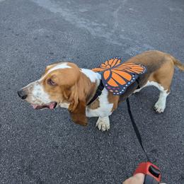 Basset Hound All Grown Up from Hidden Heart Basset Hounds