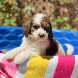 Cara Cara - Chocolate female Labradoodle puppy in Murray, Utah from Swann's Kennels