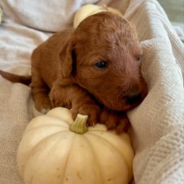 Clara - Red  female Goldendoodle puppy in South Fulton, Georgia from Golden Paws Farm