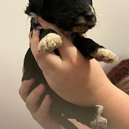 Green Boy - Sheepadoodle puppy in Agency, Missouri from Millies Legacy Farm