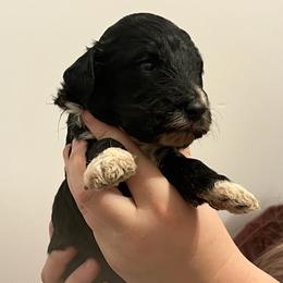 Green Boy - Sheepadoodle puppy in Agency, Missouri from Millies Legacy Farm