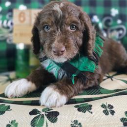 Violet - Brown and white female Aussiedoodle puppy in Prescott Valley, Arizona from Ramirez Family Doodles