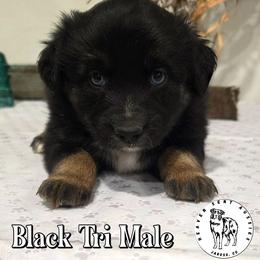 Verde - Black tri male Toy Australian Shepherd puppy in Jaroso, Colorado from Heaven Sent Aussies