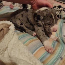 Merle Mantle Male - Merle male Great Dane puppy in Gig Harbor, Washington from Lakaya Danes
