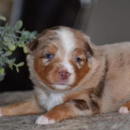 Hazel - Red merle female Miniature Australian Shepherd puppy in Lowgap, North Carolina from Baileys Mini Aussies