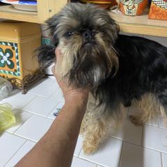 Ricky - Brussels Griffon