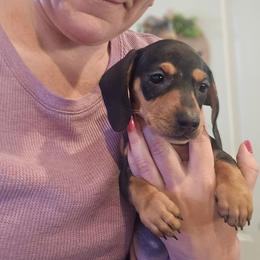 Cali - Black and tan female Dachshund puppy in Berry, Alabama from Whisper Gray
