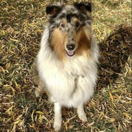 Smokey - Collie