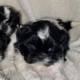 Shih Tzus from Little Lion Kennels
