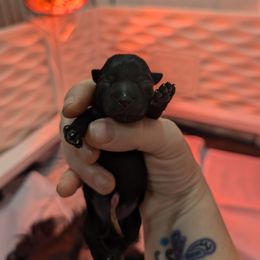 Girl 2 - Black female Scottish Terrier puppy in De Lisle, Mississippi from Bellendaine Scotties