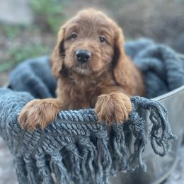 Leo - Red  male Goldendoodle puppy in South Jordan, Utah from Wasatch Pup