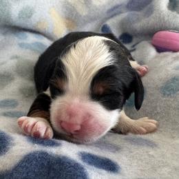 Master Colin - Tri-color male Bernedoodle puppy in Forsyth, Illinois from Birdies Mini Bernedoodles