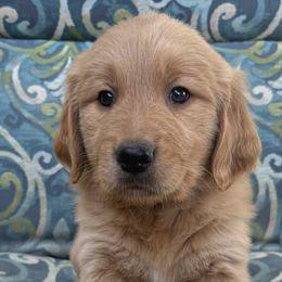 Girl 1 - Golden Retriever puppy from Nacimiento Golden Dogs