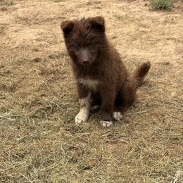Boy 3 - Red and white male Siberian Husky puppy in Jonesborough, Tennessee from Dry Creek Siberians