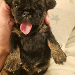 Gilbert ( bertie) - Black and tan female Brussels Griffon puppy in Welch, Minnesota from Baringer Brussels