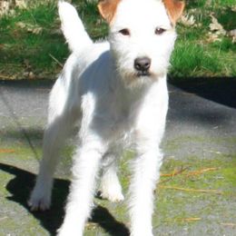 Jack Russell Terrier All Grown Up from Diggin West Jack Russells
