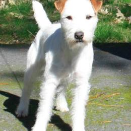 Jack Russell Terrier All Grown Up from Diggin West Jack Russells