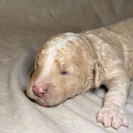 Buck - Cream male Goldendoodle puppy in Saint Louis, Missouri from Jax Doodles