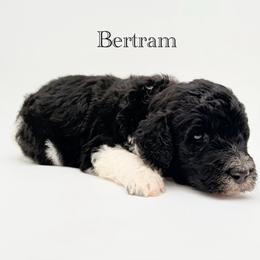 Bertram - Parti male Goldendoodle puppy in Milford, Pennsylvania from Doodles Are Golden