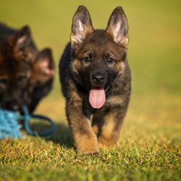 German Shepherd Puppies from Sommerfeld German Shepherds