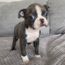 Boston Terriers from Eastview Boston Terriers