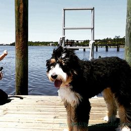 Bernedoodle Puppies from Blue Bell Bernedoodles