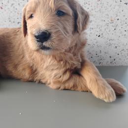 Aussiedoodle, Goldendoodle, and Labradoodle Puppies from Loving Doodle