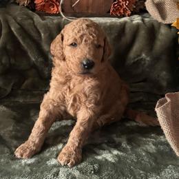 Raven -  Pink collar - Red  female Goldendoodle puppy in Puyallup, Washington from Dawnie’s Doodles