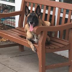 Belgian Malinois from Red Rocket Malinois