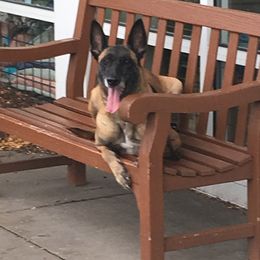Belgian Malinois from Red Rocket Malinois