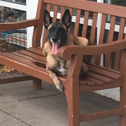 Belgian Malinois from Red Rocket Malinois