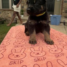 Tyson - Black and tan male German Shepherd puppy in Spring Grove, Pennsylvania from Keystone Herman Shepards