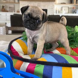 Gertie - Fawn female Pug puppy in Indiahoma, Oklahoma from Farm Fresh Doodles