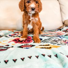 Brownie - Red  male Goldendoodle puppy in Belton, South Carolina from Poodley Doodley Doo