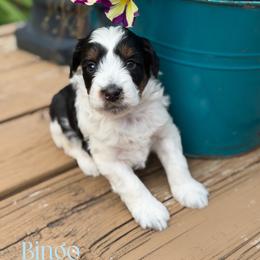 Bingo - Black tri-color male Aussiedoodle puppy in Henry, Illinois from Rowe Farms Doodles
