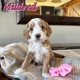 Mildred - Red  female Goldendoodle puppy in Oklahoma from Faithful Hill Doodles