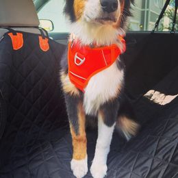 Australian Shepherd Puppies from Mountain Ridge Aussies