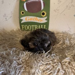 Chevy - Brindle male Shih Tzu puppy in Hibbing, Minnesota from Iron Range Shih Tzu and Puppies