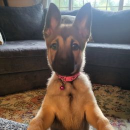 Candace Owens - Fawn female Belgian Malinois puppy in Port Orchard, Washington from By Your Side Canines