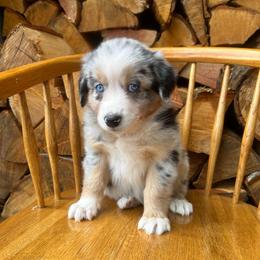 Muffin - Blue merle female Australian Shepherd puppy in Hillsboro, Oregon from A&D Australian Shepherds