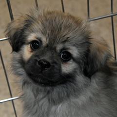 Red - Sable male Tibetan Spaniel puppy in Elizabeth, Colorado from Tibroke’s