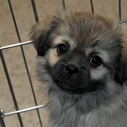Red - Sable male Tibetan Spaniel puppy in Elizabeth, Colorado from Tibroke’s