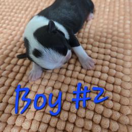 Boy 2 - Black and white male Boston Terrier puppy in Kewanee, Illinois from Grandma's Boston Terriers